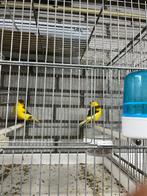 Kanarie koppels, Meerdere dieren, Kleurkanarie