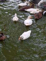 Kwakers wit van 2025, Dieren en Toebehoren, Pluimvee, Meerdere dieren, Eend