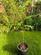 Melia Azedarach (kralenboom), Overige soorten, Minder dan 100 cm, Zomer, Ophalen