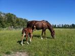 Prachtige, lieve merrie van Nourejev, Dieren en Toebehoren, Paarden, Merrie, B, Gechipt, 160 tot 165 cm