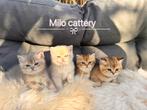 100% british shorthair golden shaded cartoon cat, Dieren en Toebehoren, Katten en Kittens | Overige Katten, Kater