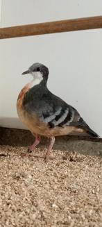 Dolksteekduif, Mannelijk, Geringd