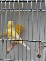 Koppeltje kanaries met 3 jongen, Dieren en Toebehoren, Meerdere dieren
