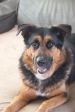 Duitse herder x Berner sennen, 6 jaar of ouder, Rabiës (hondsdolheid), Reu, Eén hond