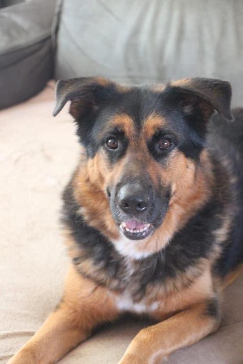 Duitse herder x Berner sennen, Dieren en Toebehoren, Honden | Niet-rashonden, Reu, Particulier, Eén hond, Nederland, 6 jaar of ouder