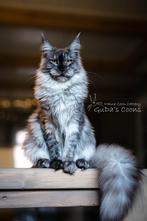 Maine Coon VERKOCHT, Poes, Gechipt, 3 tot 5 jaar