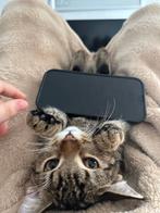 speelse kitten – 8 maanden oud (incl. reismandje), Dieren en Toebehoren, Katten en Kittens | Overige Katten, Poes, Kortharig, 0 tot 2 jaar