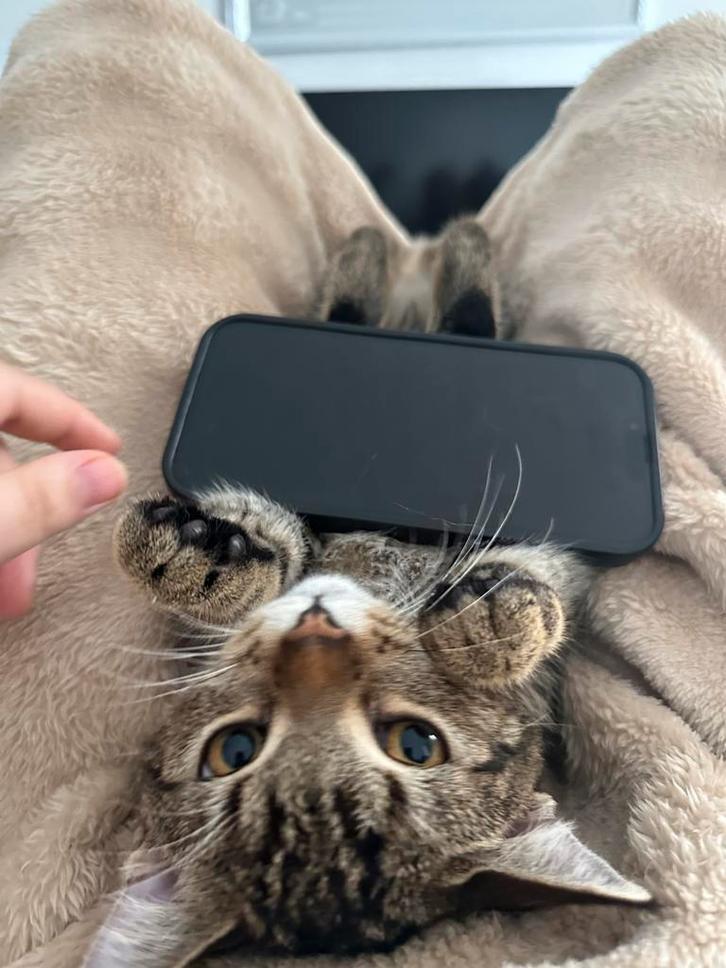 speelse kitten – 8 maanden oud (incl. reismandje), Dieren en Toebehoren, Katten en Kittens | Overige Katten, Kortharig, Poes, 0 tot 2 jaar