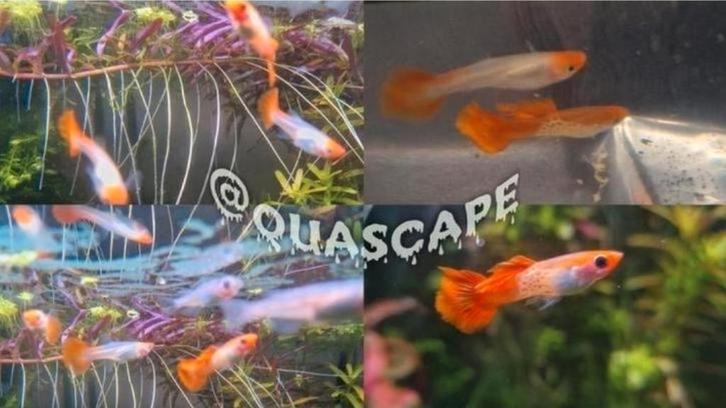 Poecilia Reticulata - Oranje Guppy Cobra Koi  aquarium, Dieren en Toebehoren, Vissen | Aquariumvissen, Vis