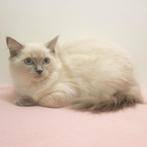 Ragdoll - heel lieve kittens te koop, Dieren en Toebehoren, Katten en Kittens | Raskatten | Langhaar, Meerdere dieren, Gechipt