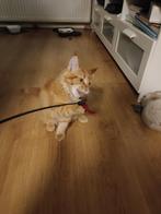 Maine coon kittens, Dieren en Toebehoren, Katten en Kittens | Raskatten | Langhaar, Meerdere dieren, Gechipt, 0 tot 2 jaar