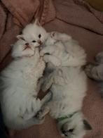 Siamees seal point/Ragdoll blue lynx kittens, Dieren en Toebehoren, Katten en Kittens | Overige Katten, Meerdere dieren, Langharig
