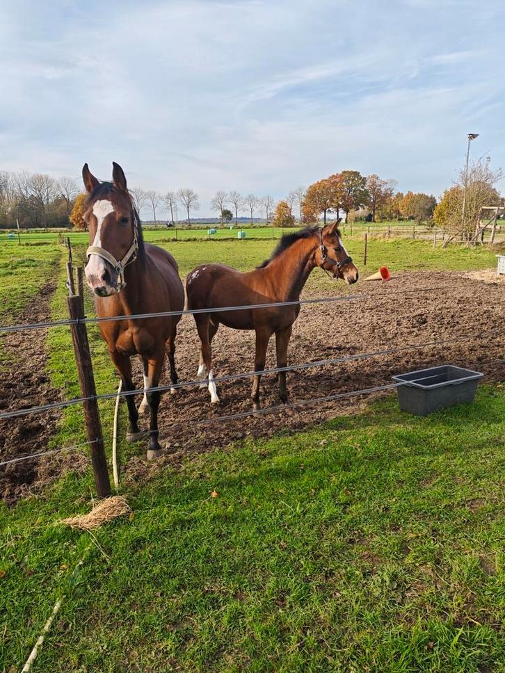 Te koop mooie fok merrie, Dieren en Toebehoren, Paarden, Merrie, Ontwormd