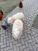 2 ouessant ooitjes van mei 2025 UBN houders mini schaapjes, Dieren en Toebehoren, Vrouwelijk, Schaap, 0 tot 2 jaar