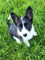 Welsh Corgi Cardigan pups, Dieren en Toebehoren, Rabiës (hondsdolheid), Meerdere, 8 tot 15 weken, Meerdere dieren