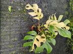Rhaphidophora Tetrasperma variegata, Ophalen of Verzenden, Overige soorten, Minder dan 100 cm