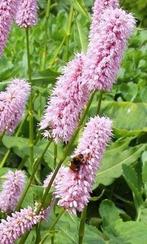 Zaden Persicaria bistorta 'Superba', Ophalen of Verzenden, Zaad
