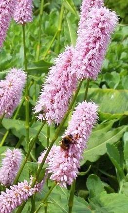 Zaden Persicaria bistorta 'Superba', Tuin en Terras, Bloembollen en Zaden, Zaad, Ophalen of Verzenden