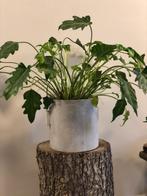 PRACHTIG! NIEUW VAAS BETON (pot)  SERAX stoer sober, Tuin en Terras, 25 tot 40 cm, Overige materialen, Rond, Nieuw