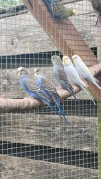 Jonge grasparkieten ( poppen en mannen,), Dieren en Toebehoren, Vogels | Parkieten en Papegaaien, Vrouwelijk, Parkiet