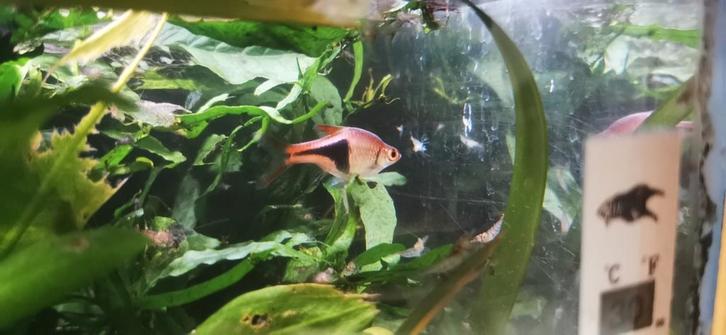 Enkele Kegelvlekbarbeel zoekt nieuwe school, Dieren en Toebehoren, Vissen | Aquariumvissen, Zoetwatervis, Vis, Schoolvis