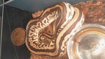 1.1 Python Regius volwassen. beschikbaar voor biedingen