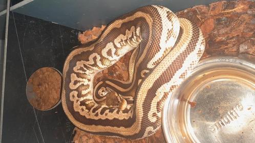1.1 Python Regius volwassen., Dieren en Toebehoren, Reptielen en Amfibieën, Slang