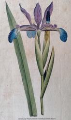 Antieke kopergravure van W Curtis - Blauwe Iris, Antiek en Kunst, Kunst | Etsen en Gravures, Ophalen of Verzenden