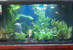 Ciano Aqua 60 LED CF80 | 58L | 60 x 30 x 33CM, Dieren en Toebehoren, Vissen | Aquaria en Toebehoren, Ophalen, Zo goed als nieuw
