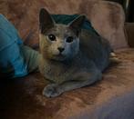 Dekkater Blauwe Rus (junior Champion) met ervaring., Dieren en Toebehoren, Katten en Kittens | Raskatten | Korthaar, Kater, Met stamboom