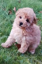 Toypoedel en kleine dwergpoedel, Poedel, 8 tot 15 weken, Meerdere, Meerdere dieren