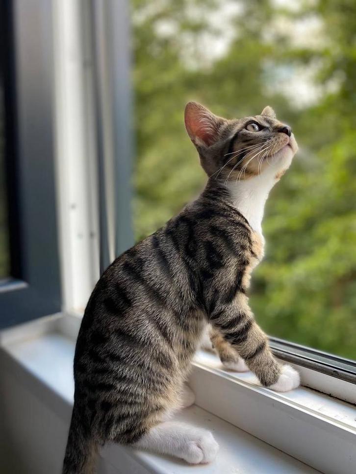 half Bengalen! lijkt meer op haar moeder!, Dieren en Toebehoren, Katten en Kittens | Raskatten | Korthaar