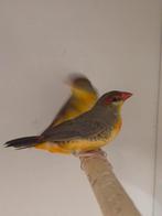 2-0 Goudbuikje, Dieren en Toebehoren, Vogels | Overige Vogels, Mannelijk