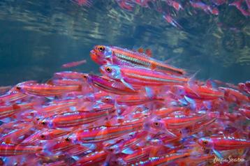 Notropis Chrosomus - Regenboog elrits - Koidream Valburg beschikbaar voor biedingen