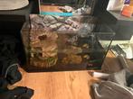 Schilpad te koop met aquarium, Dieren en Toebehoren, Ophalen of Verzenden