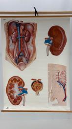 Medische Anatomie posters / Nieren, Antiek en Kunst, Antiek | Schoolplaten, Ophalen of Verzenden, Natuur en Biologie