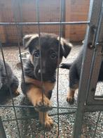 Duitse herder pups, Dieren en Toebehoren, Honden | Herdershonden en Veedrijvers, 8 tot 15 weken, Teef, Eén hond, Herder