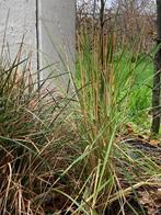 Siergras descampia, Tuin en Terras, Planten | Tuinplanten, Ophalen, Volle zon, Vaste plant, Siergrassen
