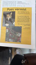 *****BELONING **** VERMIST**** Polly***** schildpadpoes*****, Dieren en Toebehoren, Katten en Kittens | Raskatten | Korthaar, Poes
