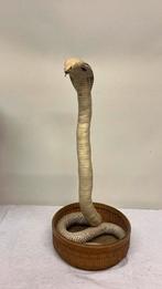 Opgezette witte cobra, Amfibie, 0 tot 2 jaar