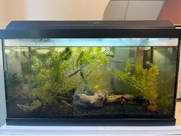 Juwel aquarium 60x30x40 compleet met vele extra’s beschikbaar voor biedingen