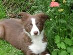 mooie border collie pups mogen het nest verlaten, Dieren en Toebehoren, Honden | Herdershonden en Veedrijvers, CDV (hondenziekte)