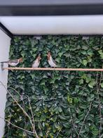 Te koop roodkuif kardinalen 2025, Dieren en Toebehoren, Vogels | Overige Vogels, Meerdere dieren, Tropenvogel, Geringd