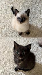 Prachtige half Siamees kittens, Dieren en Toebehoren, Katten en Kittens | Raskatten | Langhaar, Meerdere dieren, Ontwormd