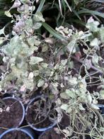 Ruilen: Nepeta (Kattenkruid), Tuin en Terras, Planten | Tuinplanten, Ophalen, Volle zon, Vaste plant, Kruiden