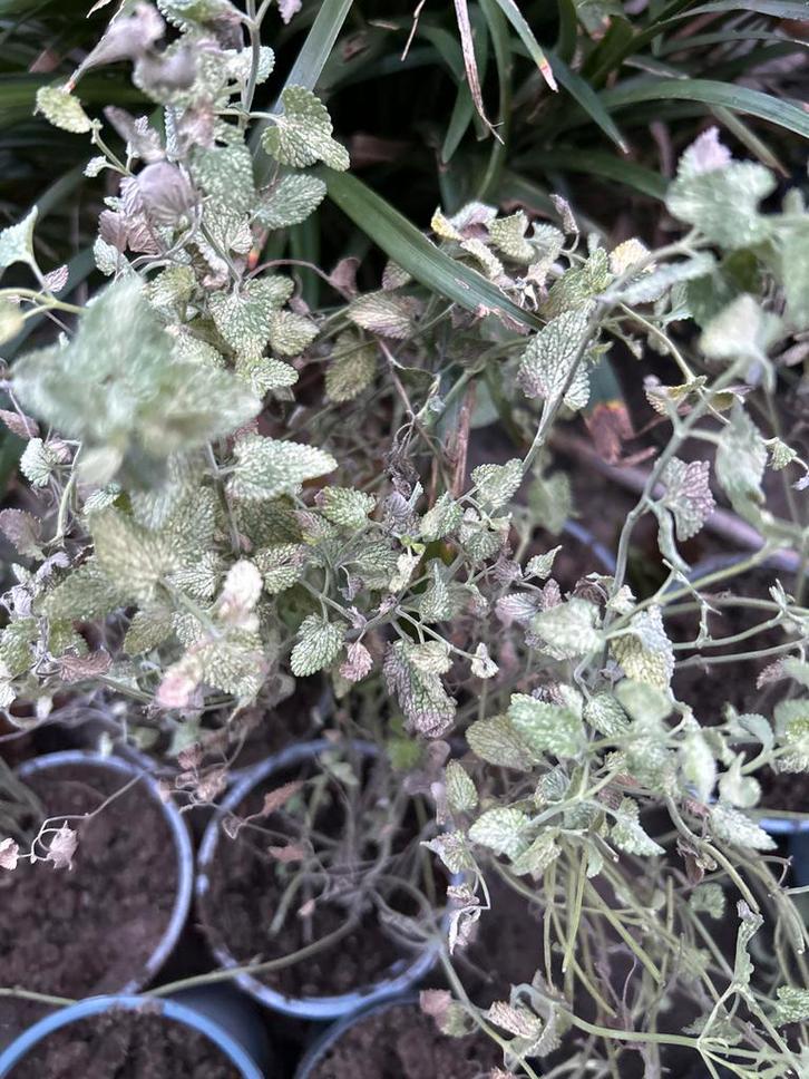 Ruilen: Nepeta (Kattenkruid), Tuin en Terras, Planten | Tuinplanten, Vaste plant, Kruiden, Volle zon, Zomer, Ophalen