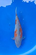 Koi doitsu ochiba, Karper of Koi