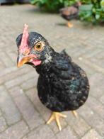 Barnevelder kriel haan goud dubbelgezoomd, Mannelijk, Kip