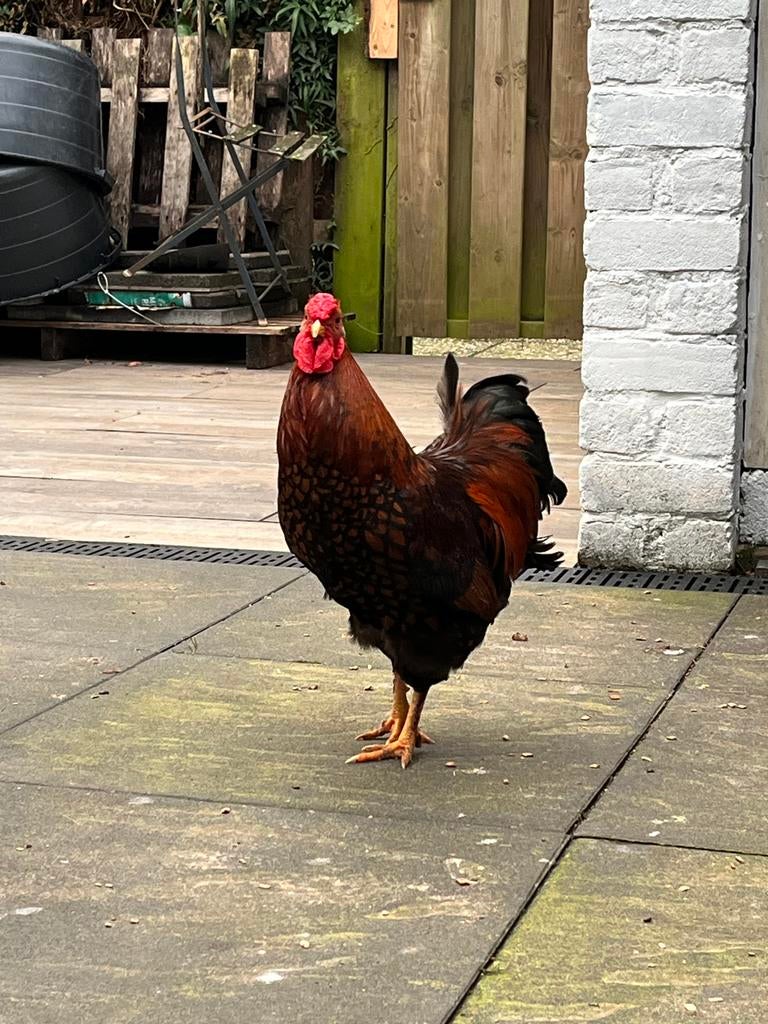 Broedeieren Wyandotte kriel goud/zwart, Dieren en Toebehoren, Meerdere dieren, Kip