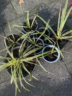 Japanse Zegge (Carex) - Ruilen, Tuin en Terras, Planten | Tuinplanten, Ophalen, Vaste plant, Siergrassen, Bloeit niet